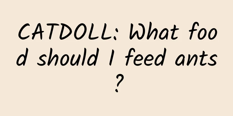 CATDOLL: What food should I feed ants?