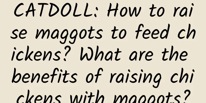 CATDOLL: How to raise maggots to feed chickens? What are the benefits of raising chickens with maggots?
