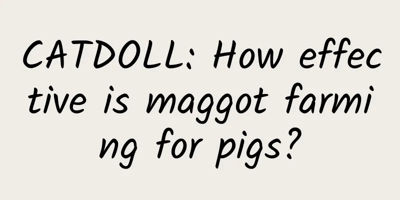 CATDOLL: How effective is maggot farming for pigs?