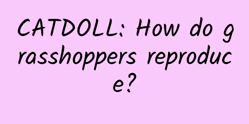 CATDOLL: How do grasshoppers reproduce?