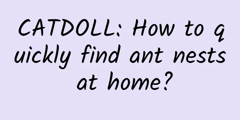 CATDOLL: How to quickly find ant nests at home?