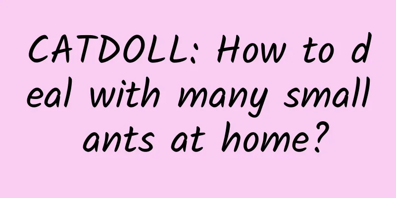 CATDOLL: How to deal with many small ants at home?
