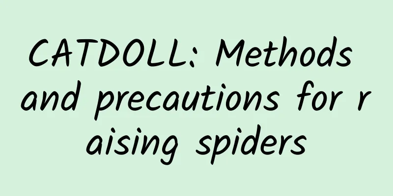 CATDOLL: Methods and precautions for raising spiders