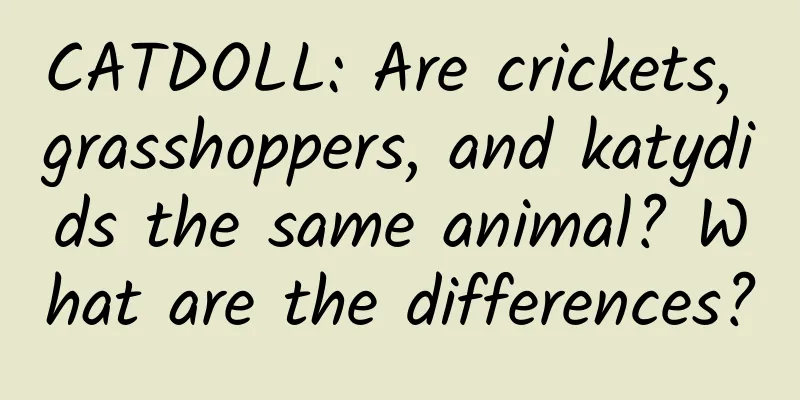 CATDOLL: Are crickets, grasshoppers, and katydids the same animal? What are the differences?