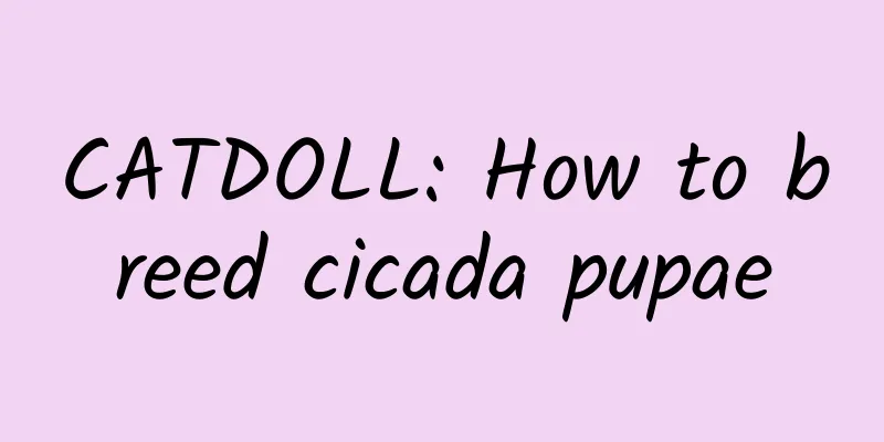 CATDOLL: How to breed cicada pupae