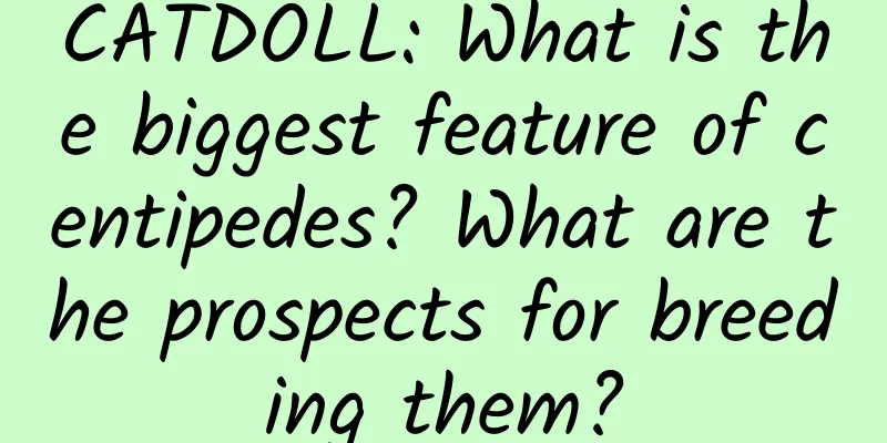CATDOLL: What is the biggest feature of centipedes? What are the prospects for breeding them?