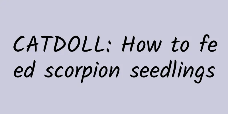 CATDOLL: How to feed scorpion seedlings