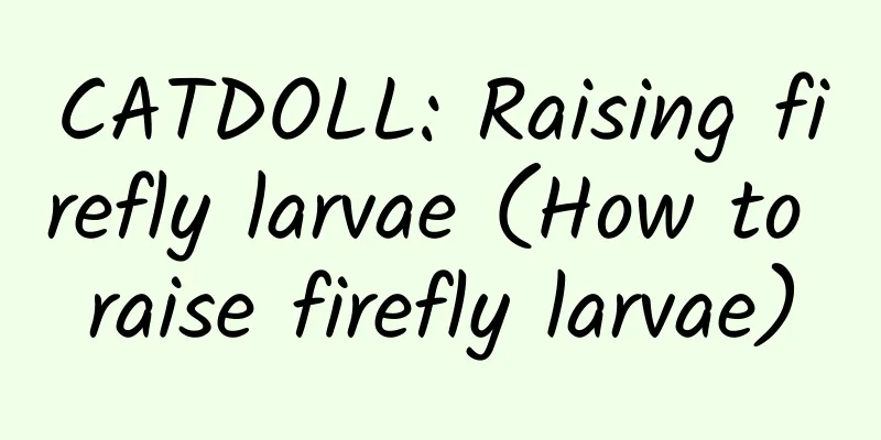 CATDOLL: Raising firefly larvae (How to raise firefly larvae)