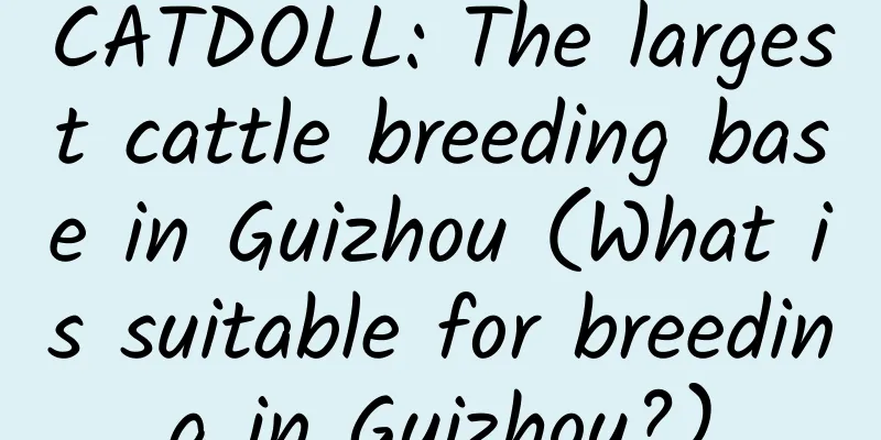 CATDOLL: The largest cattle breeding base in Guizhou (What is suitable for breeding in Guizhou?)