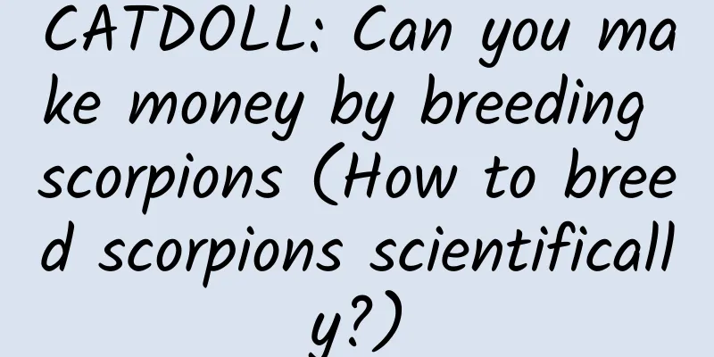 CATDOLL: Can you make money by breeding scorpions (How to breed scorpions scientifically?)