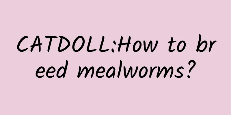 CATDOLL:How to breed mealworms?
