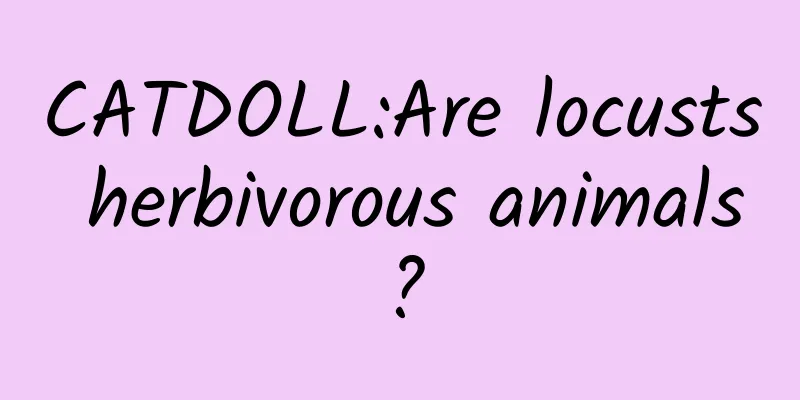 CATDOLL:Are locusts herbivorous animals?