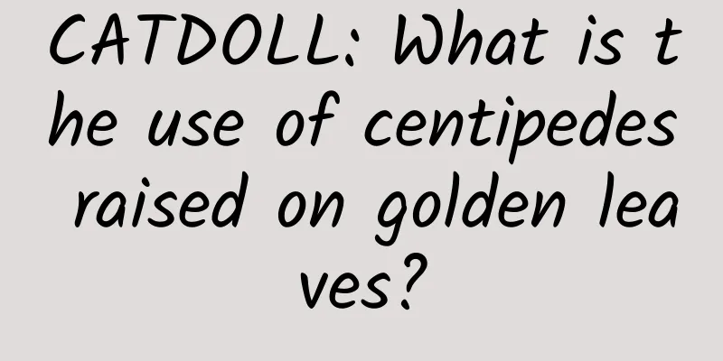 CATDOLL: What is the use of centipedes raised on golden leaves?