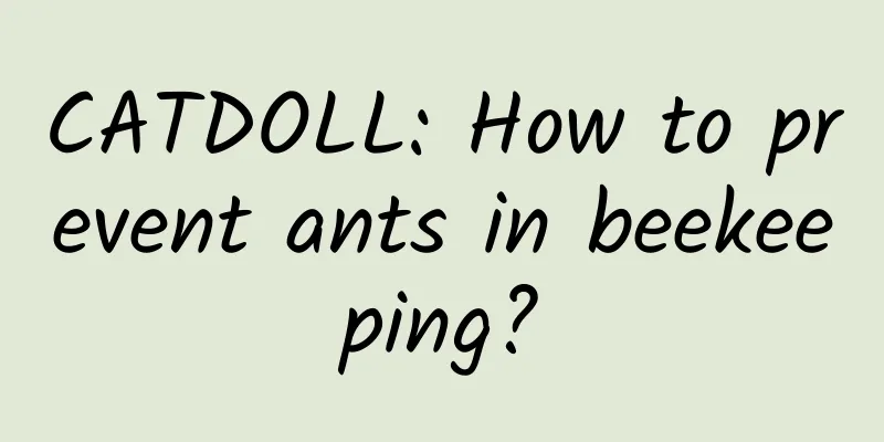CATDOLL: How to prevent ants in beekeeping?
