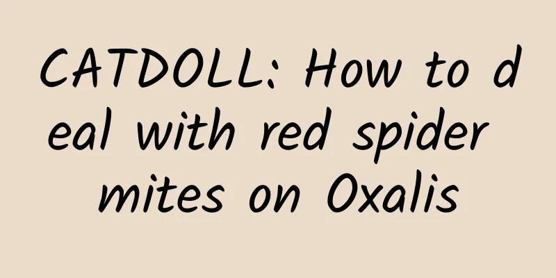 CATDOLL: How to deal with red spider mites on Oxalis