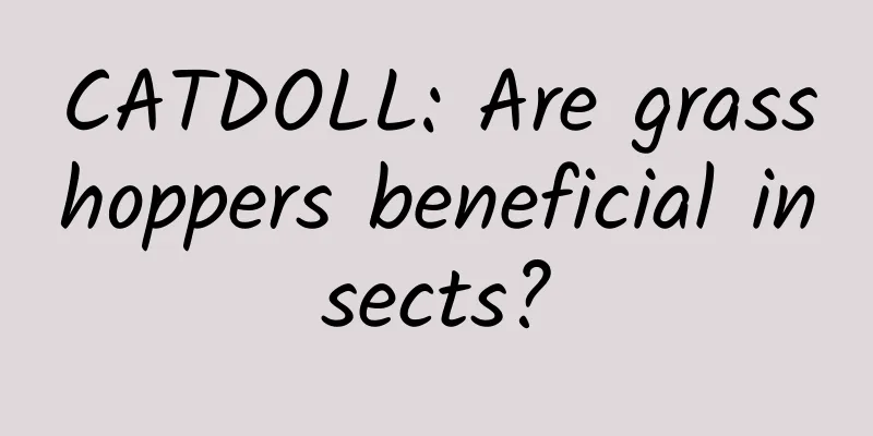 CATDOLL: Are grasshoppers beneficial insects?