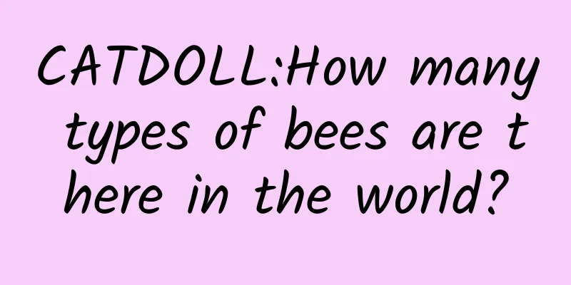 CATDOLL:How many types of bees are there in the world?