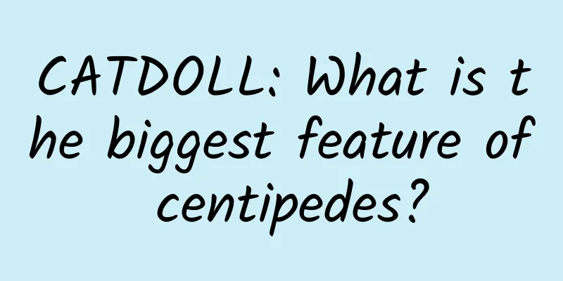 CATDOLL: What is the biggest feature of centipedes?