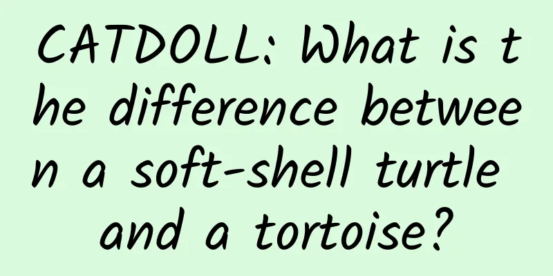 CATDOLL: What is the difference between a soft-shell turtle and a tortoise?