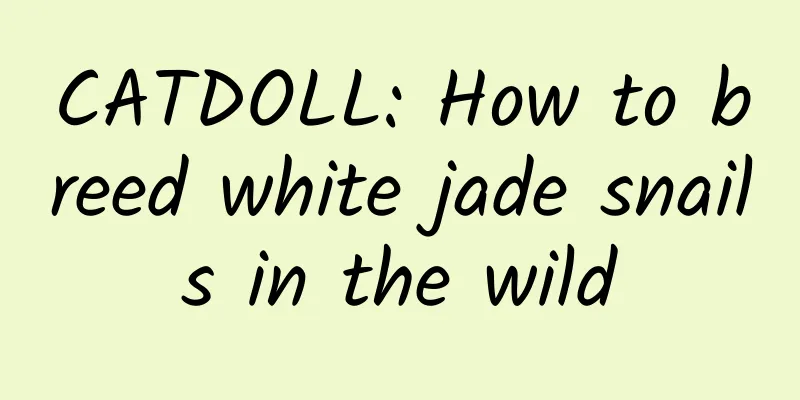 CATDOLL: How to breed white jade snails in the wild