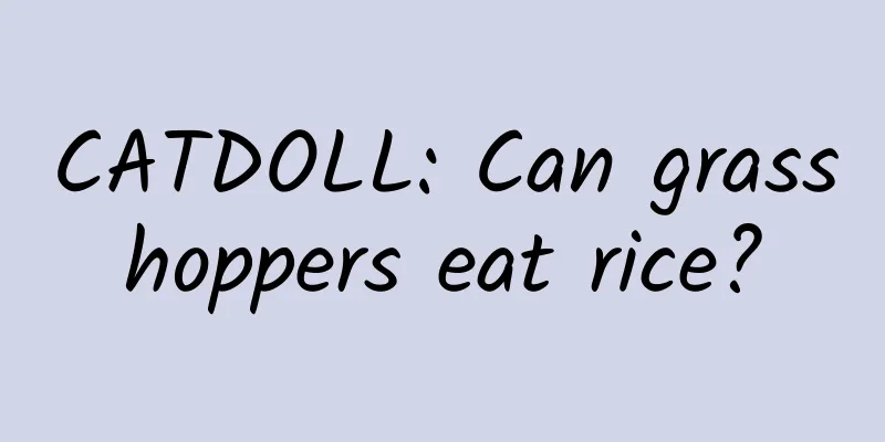 CATDOLL: Can grasshoppers eat rice?