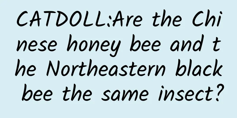 CATDOLL:Are the Chinese honey bee and the Northeastern black bee the same insect?