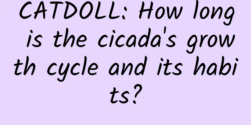 CATDOLL: How long is the cicada's growth cycle and its habits?