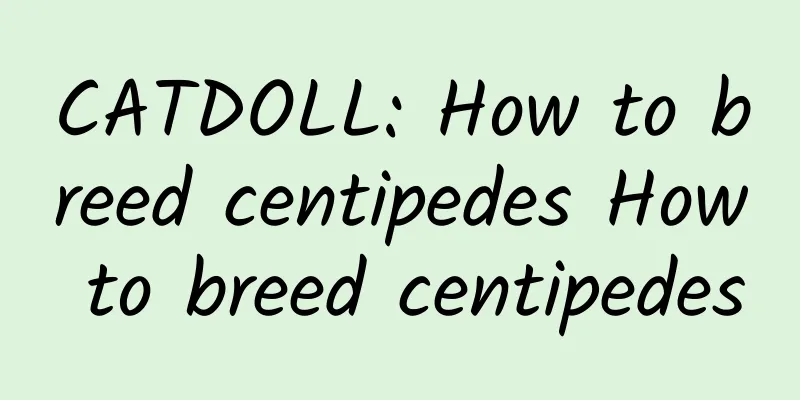 CATDOLL: How to breed centipedes How to breed centipedes