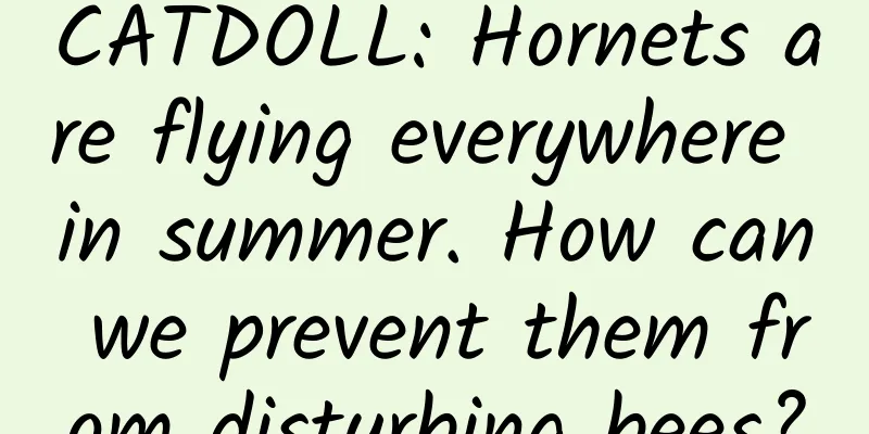CATDOLL: Hornets are flying everywhere in summer. How can we prevent them from disturbing bees?
