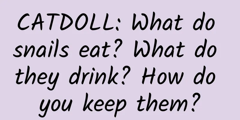 CATDOLL: What do snails eat? What do they drink? How do you keep them?