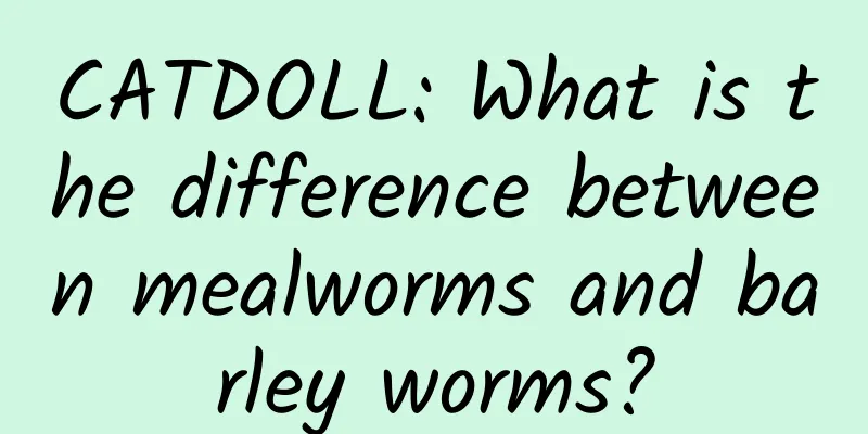 CATDOLL: What is the difference between mealworms and barley worms?