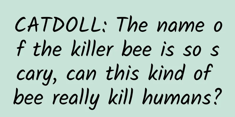 CATDOLL: The name of the killer bee is so scary, can this kind of bee really kill humans?