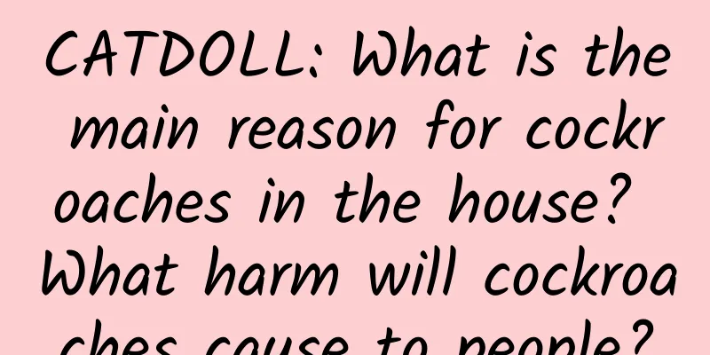CATDOLL: What is the main reason for cockroaches in the house? What harm will cockroaches cause to people?