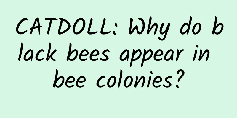 CATDOLL: Why do black bees appear in bee colonies?