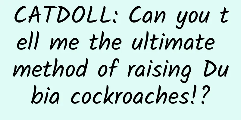 CATDOLL: Can you tell me the ultimate method of raising Dubia cockroaches!?