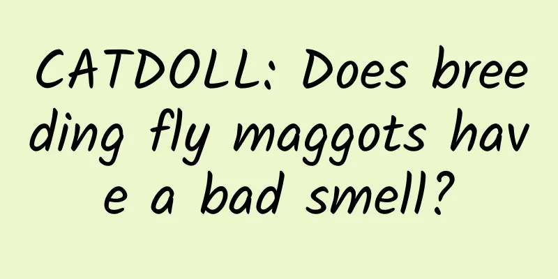 CATDOLL: Does breeding fly maggots have a bad smell?