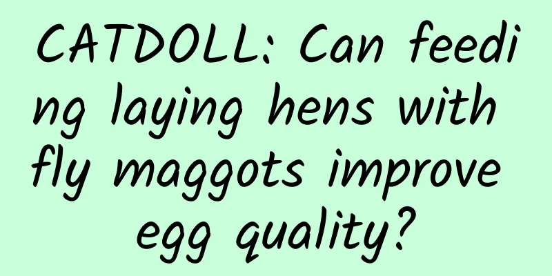 CATDOLL: Can feeding laying hens with fly maggots improve egg quality?