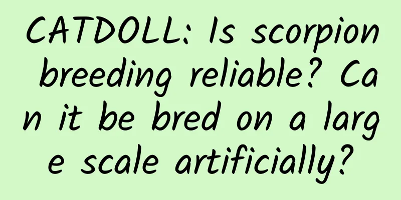 CATDOLL: Is scorpion breeding reliable? Can it be bred on a large scale artificially?