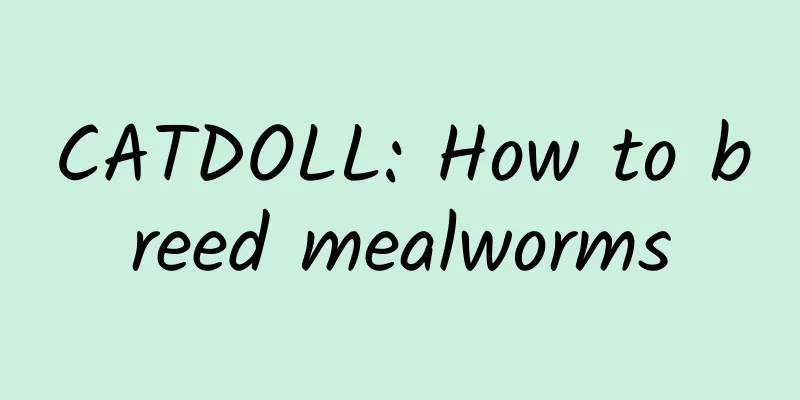 CATDOLL: How to breed mealworms