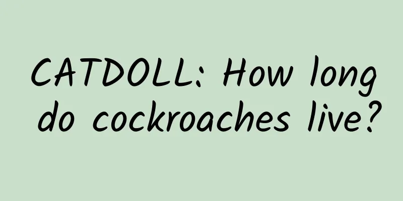 CATDOLL: How long do cockroaches live?