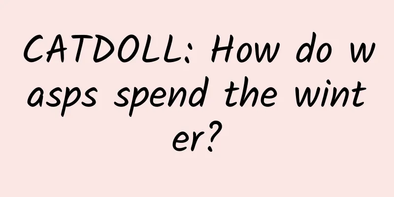 CATDOLL: How do wasps spend the winter?