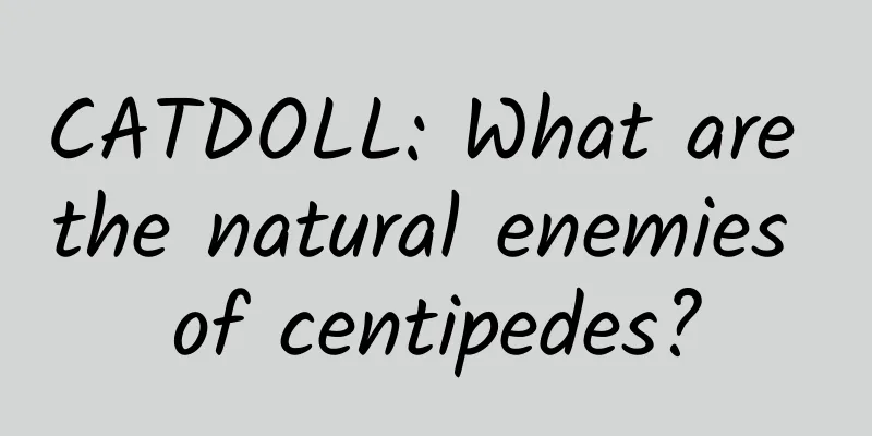 CATDOLL: What are the natural enemies of centipedes?