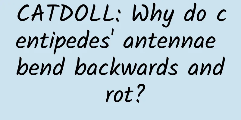 CATDOLL: Why do centipedes' antennae bend backwards and rot?