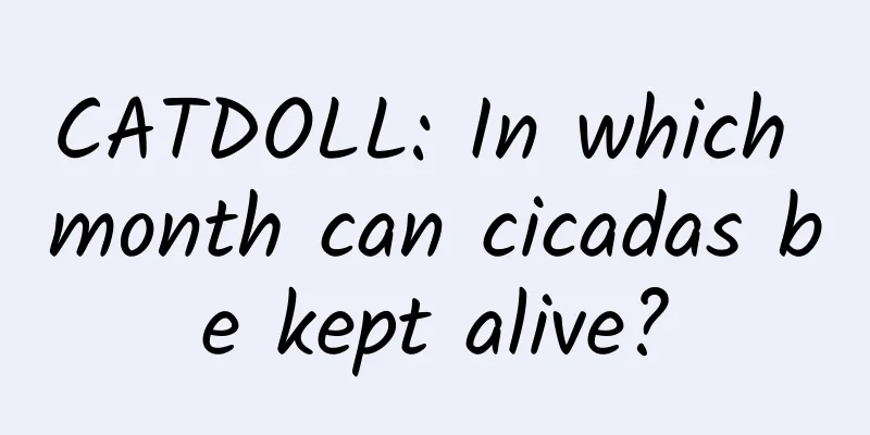 CATDOLL: In which month can cicadas be kept alive?