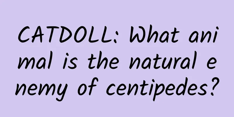 CATDOLL: What animal is the natural enemy of centipedes?