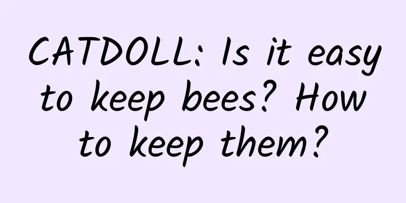CATDOLL: Is it easy to keep bees? How to keep them?