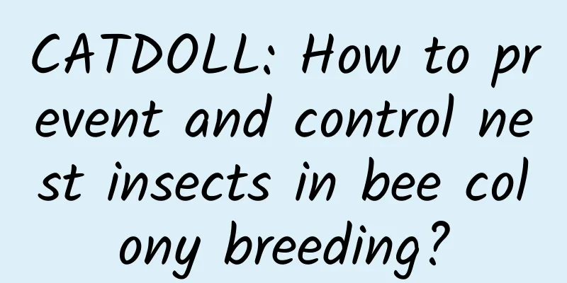 CATDOLL: How to prevent and control nest insects in bee colony breeding?