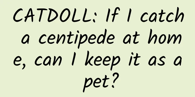 CATDOLL: If I catch a centipede at home, can I keep it as a pet?