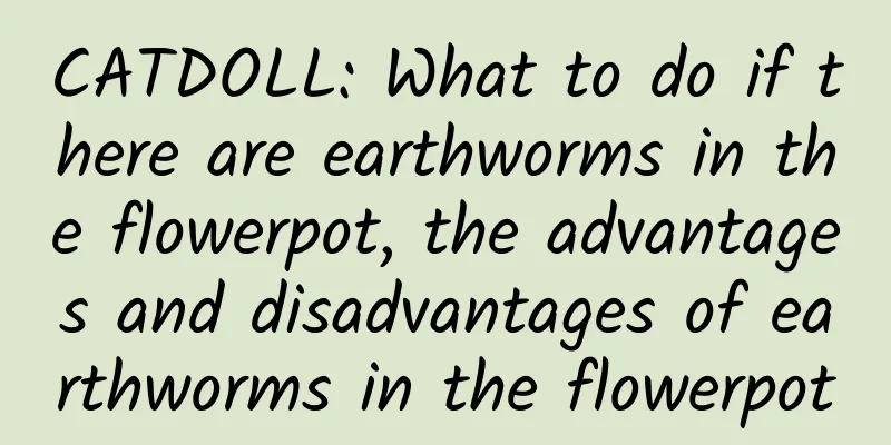 CATDOLL: What to do if there are earthworms in the flowerpot, the advantages and disadvantages of earthworms in the flowerpot