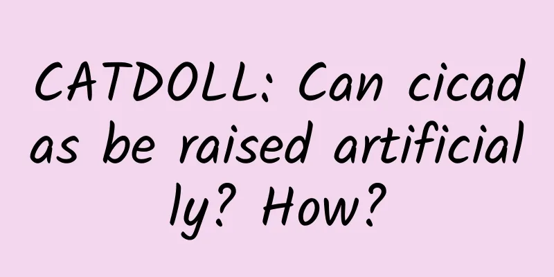 CATDOLL: Can cicadas be raised artificially? How?
